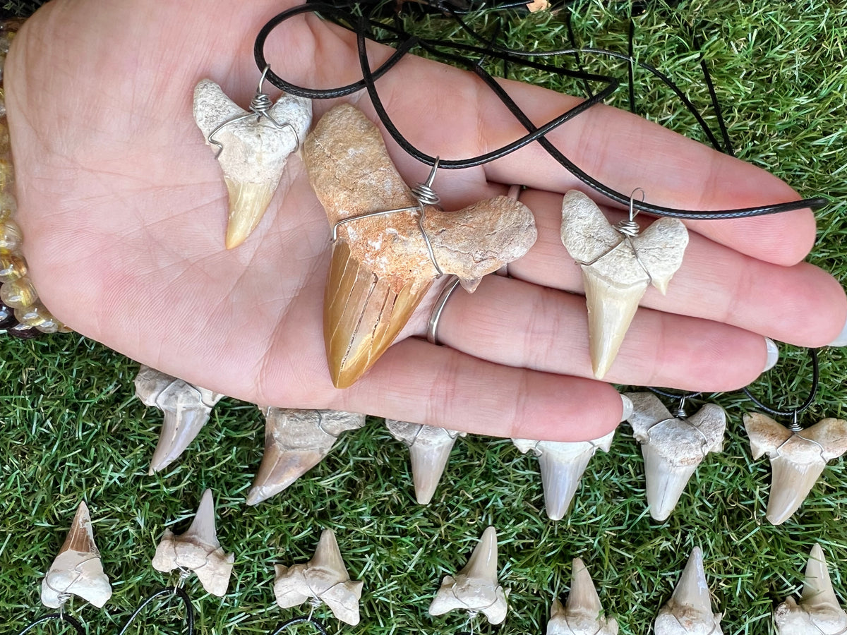 Genuine Fossilized Shark Tooth Necklace | Millions of Years Old | Adjustable Cord | Medium & Large