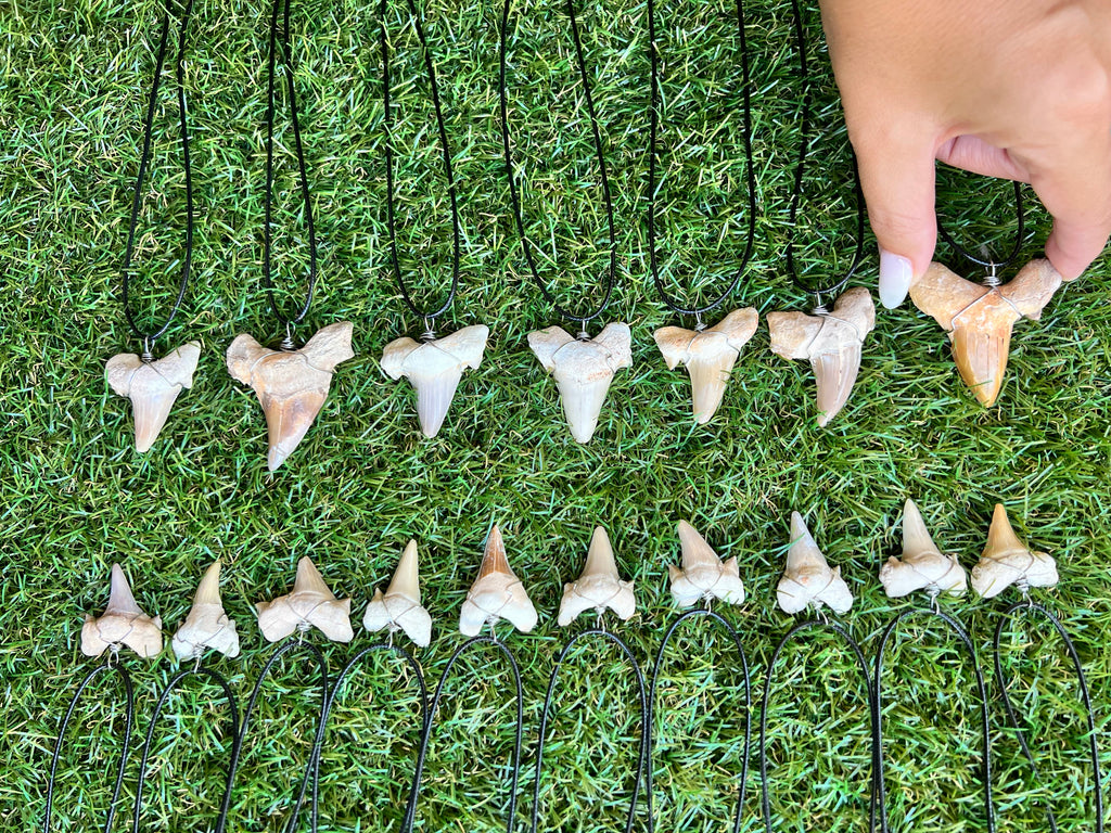 Genuine Fossilized Shark Tooth Necklace | Millions of Years Old | Adjustable Cord | Medium & Large