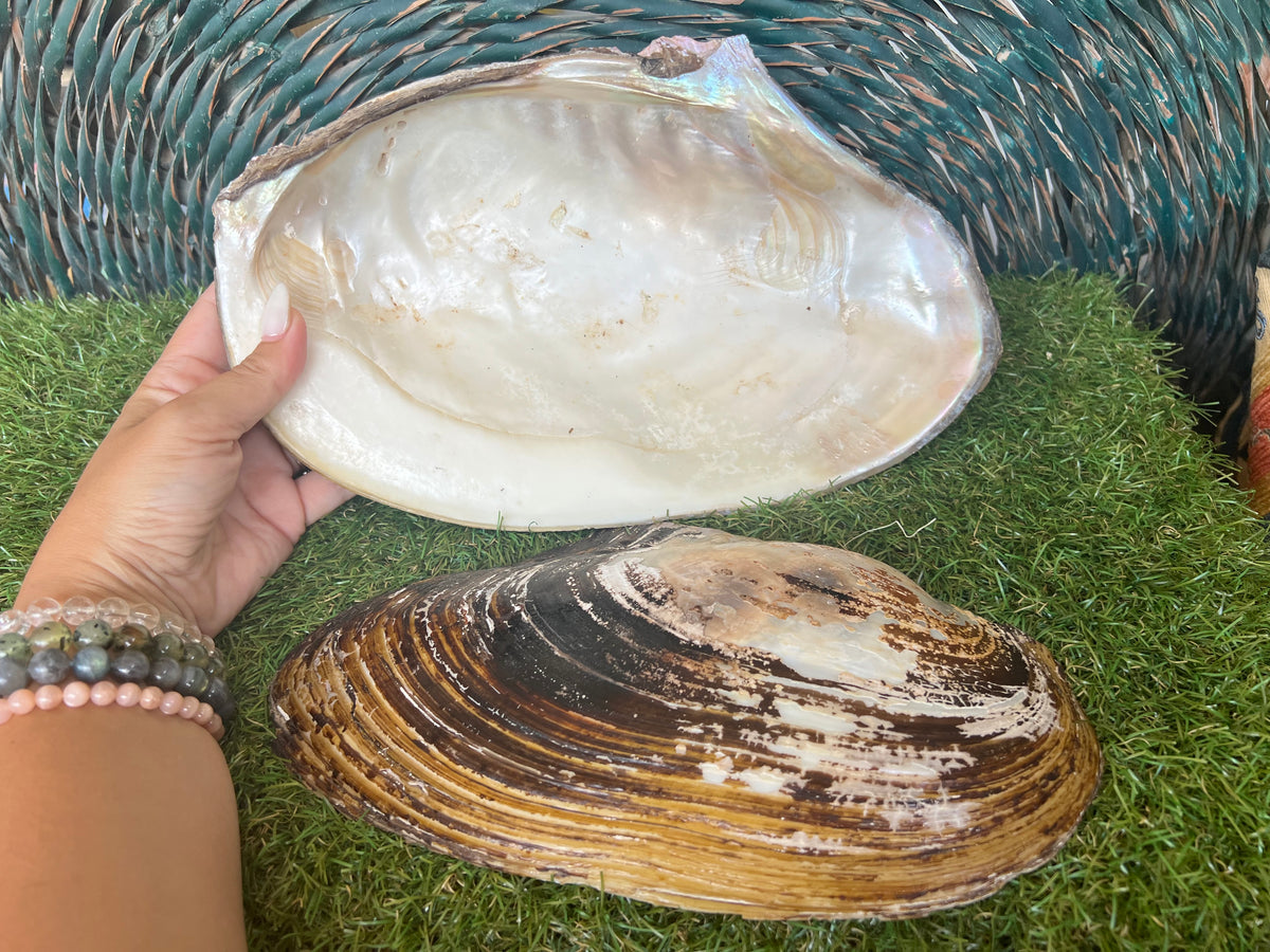 Natural Abalone Shell | Cleansing, Smudging & Ritual Bowl