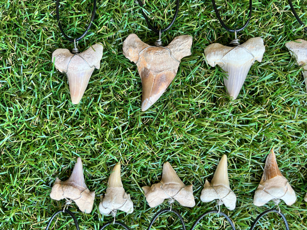Genuine Fossilized Shark Tooth Necklace | Millions of Years Old | Adjustable Cord | Medium & Large