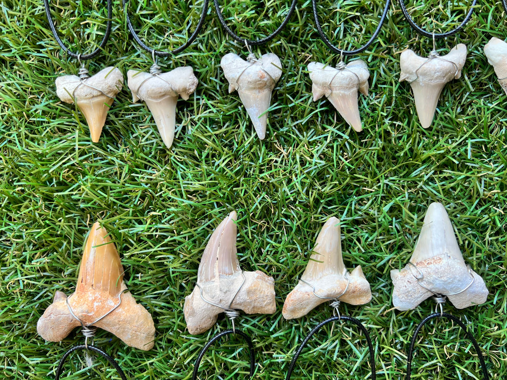 Genuine Fossilized Shark Tooth Necklace | Millions of Years Old | Adjustable Cord | Medium & Large
