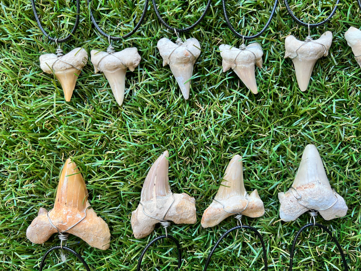 Genuine Fossilized Shark Tooth Necklace | Millions of Years Old | Adjustable Cord | Medium & Large