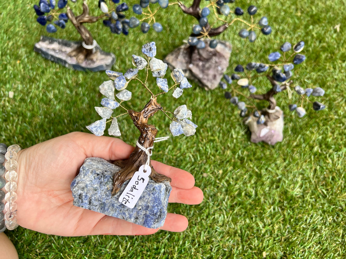 Wisdom Sodalite Crystal Tree Collection
