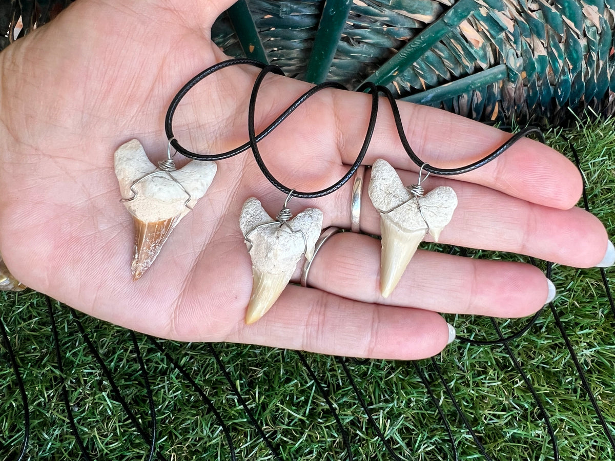 Genuine Fossilized Shark Tooth Necklace | Millions of Years Old | Adjustable Cord | Medium & Large