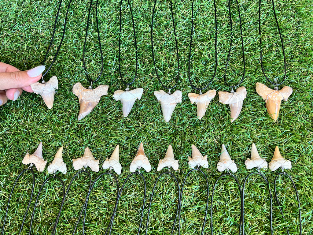 Genuine Fossilized Shark Tooth Necklace | Millions of Years Old | Adjustable Cord | Medium & Large
