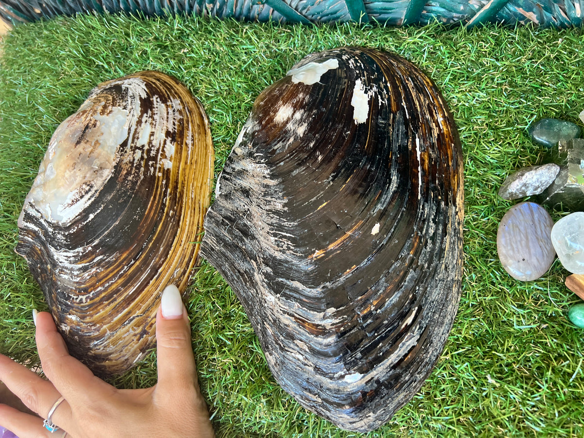 Natural Abalone Shell | Cleansing, Smudging & Ritual Bowl