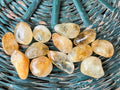 Natural Polished Citrine Tumble Stone