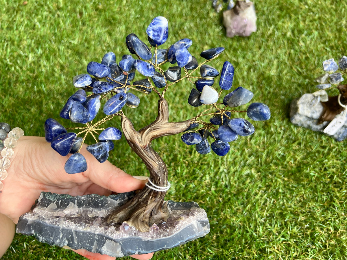 Wisdom Sodalite Crystal Tree Collection