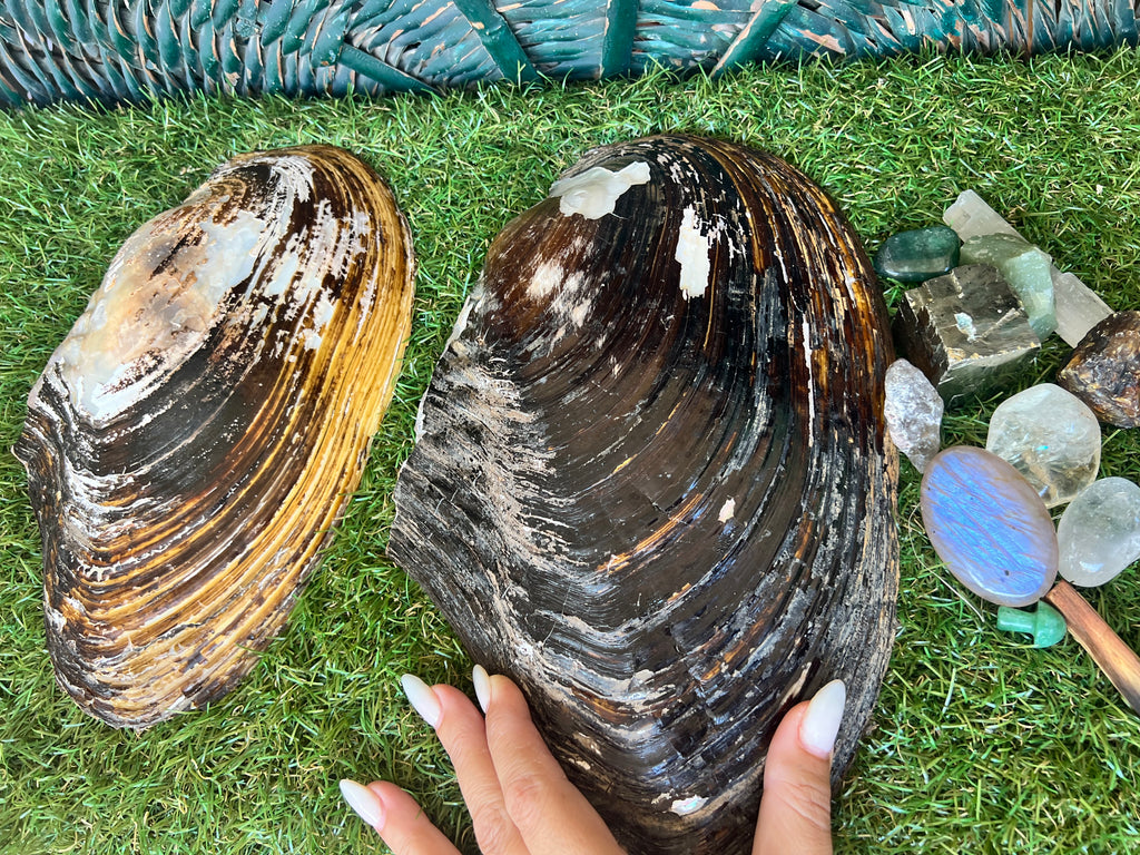 Natural Abalone Shell | Cleansing, Smudging & Ritual Bowl