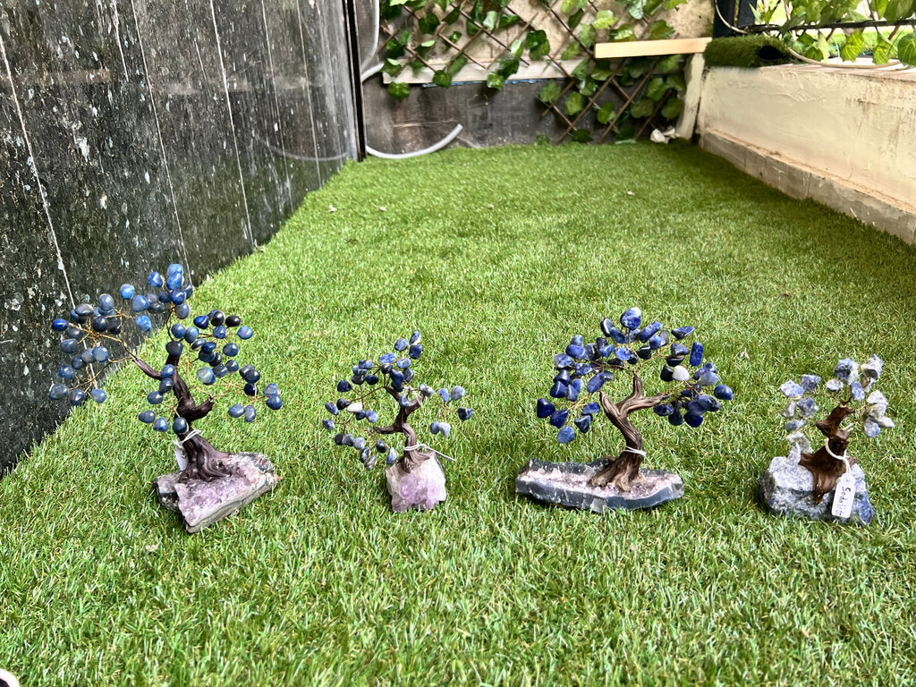 Wisdom Sodalite Crystal Tree Collection