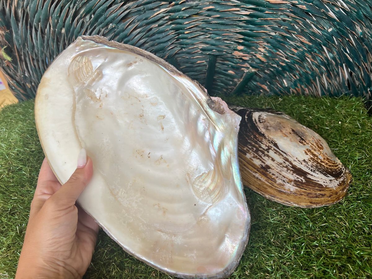 Natural Abalone Shell | Cleansing, Smudging & Ritual Bowl