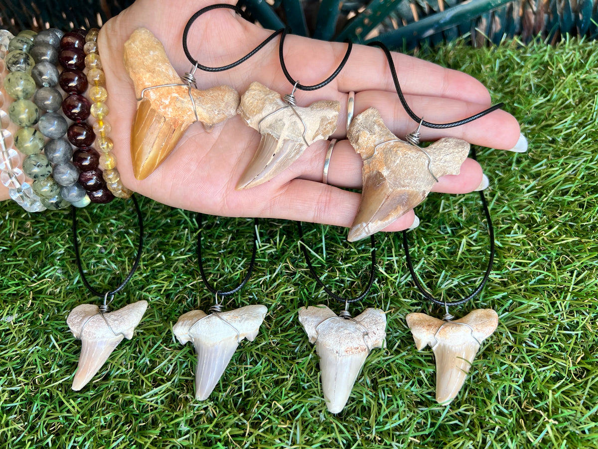 Genuine Fossilized Shark Tooth Necklace | Millions of Years Old | Adjustable Cord | Medium & Large