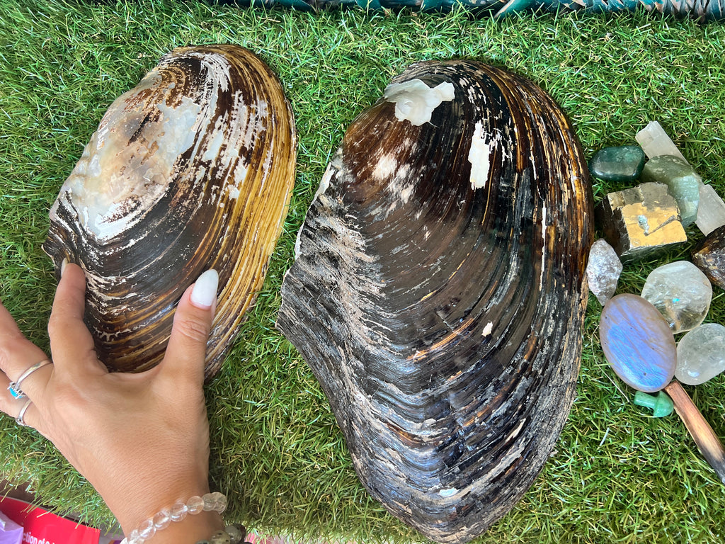 Natural Abalone Shell | Cleansing, Smudging & Ritual Bowl